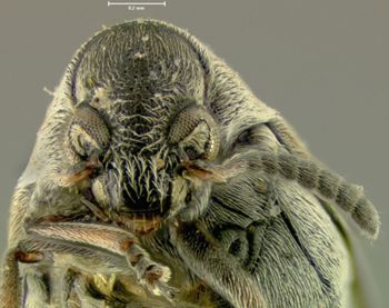 Media type: image; Entomology 25048   Aspect: head frontal view